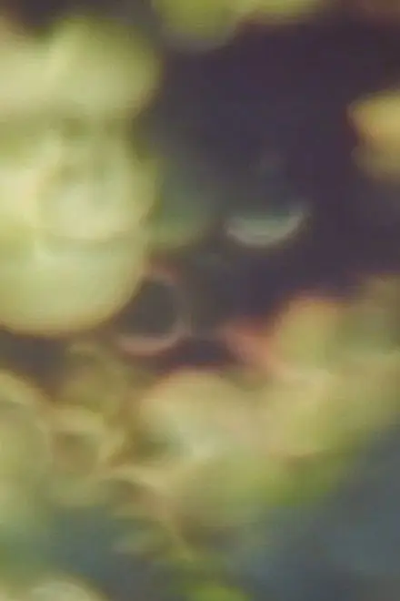 Refractions In Green Refractions In Green